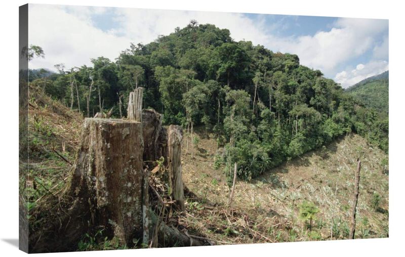 Deforested hillside of wet montane rainforest near Los Cedros Biological Reserve, Choco Phytogeographic region, northwest Ecuador-Canvas Art-36x24