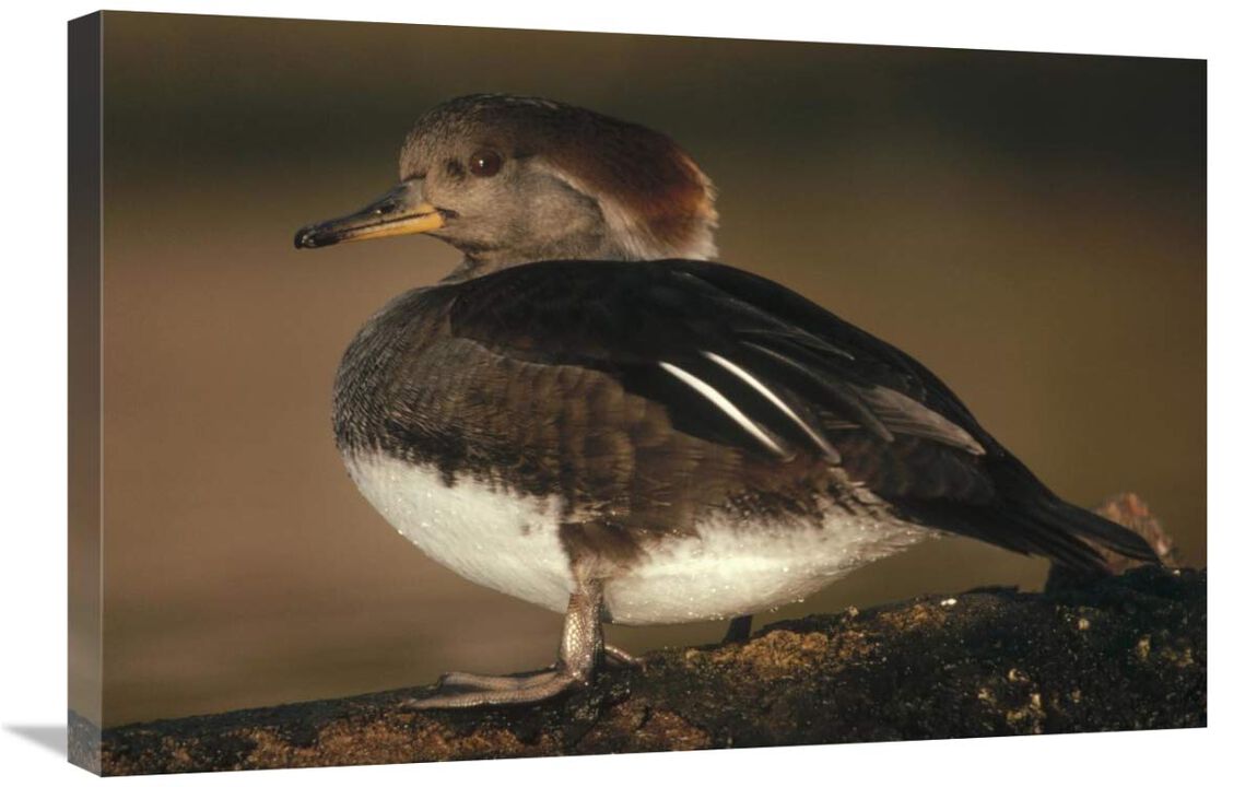 Hooded Merganser female portrait, British Columbia, Canada-Canvas Art-30x20