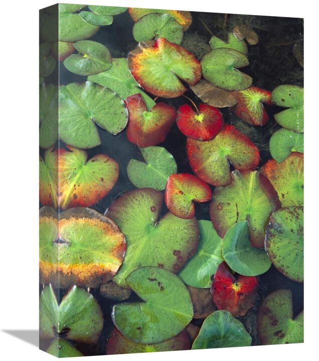 Yellow Pond Lily floating on water surface, North America-Canvas Art-12x16