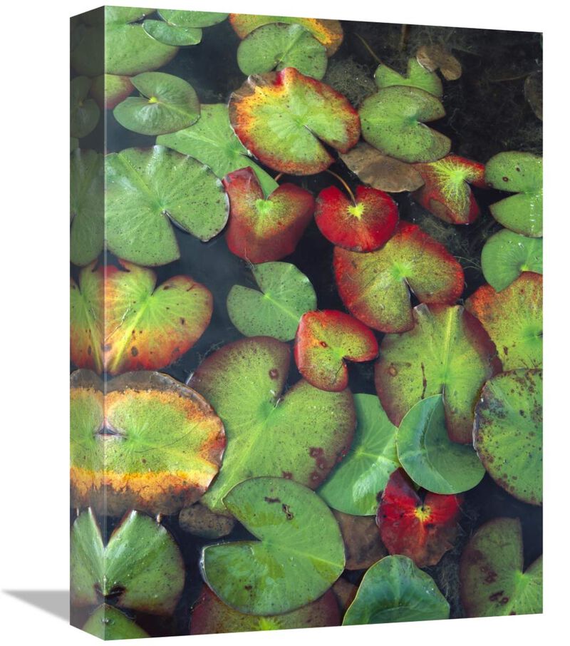 Yellow Pond Lily floating on water surface, North America-Canvas Art-12x16