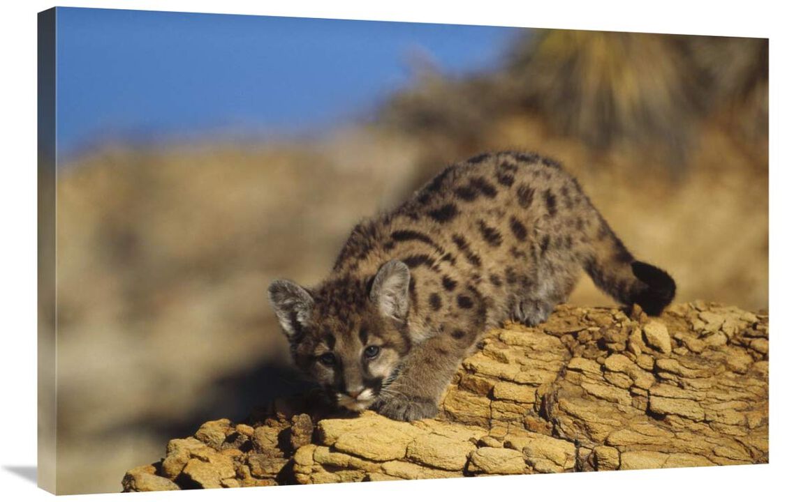 Mountain Lion or Cougar kitten with speckled coat, North America-Canvas Art-36x24