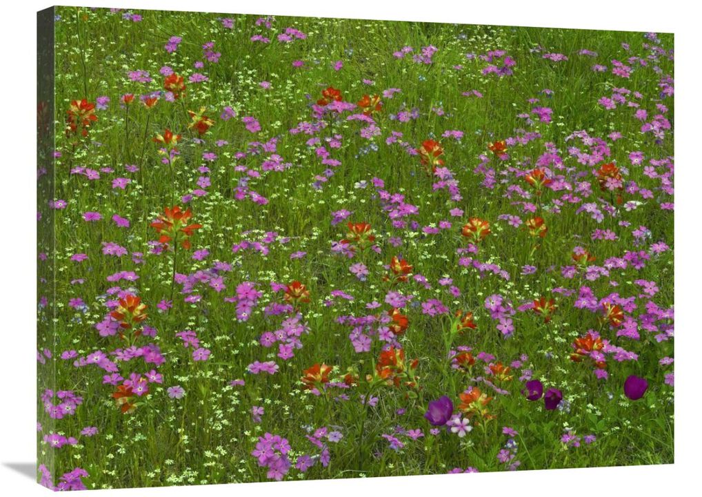 Pointed Phlox and Indian Paintbrushes in bloom, Hill Country, Texas-Canvas Art-32x24