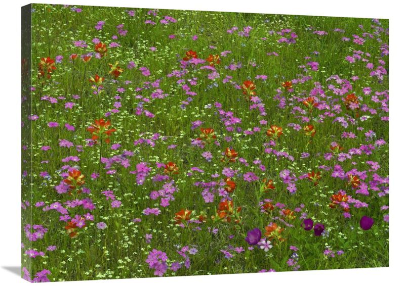 Pointed Phlox and Indian Paintbrushes in bloom, Hill Country, Texas-Canvas Art-32x24