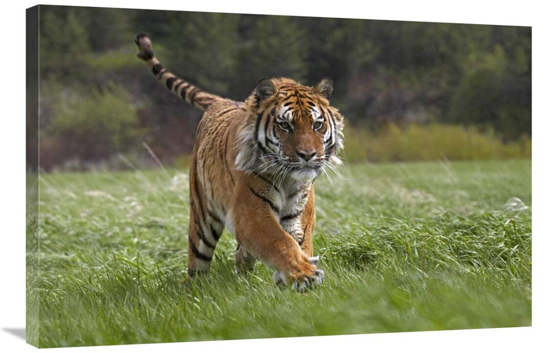 Siberian Tiger running, native to Russia-Canvas Art-36x24