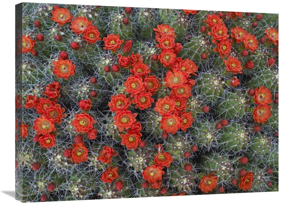 Claret Cup Cactus detail of flowers in bloom, North America-Canvas Art-32x24