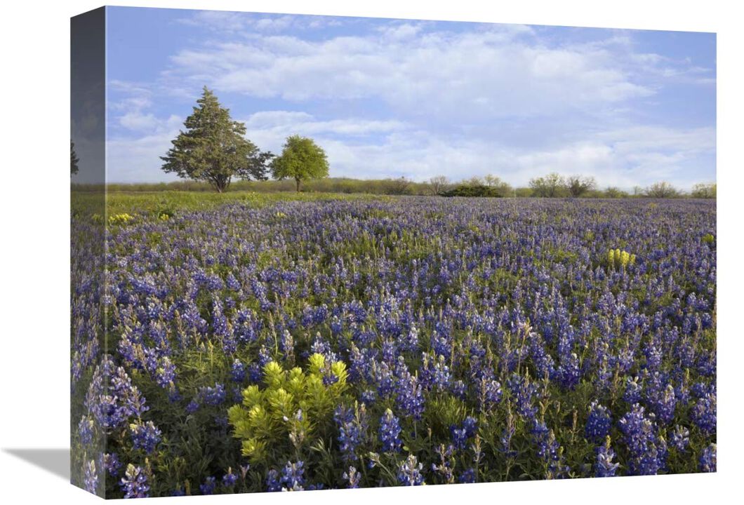 Bluebonnet and Lemon Paintbrush meadow near Albany, Texas-Canvas Art-16x12
