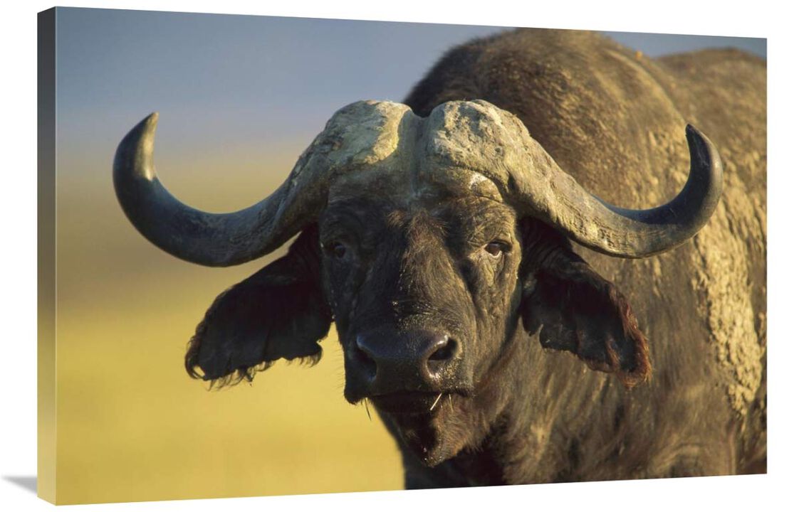 Cape Buffalo portrait, Kenya-Canvas Art-36x24