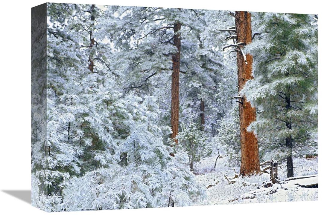 Ponderosa Pine forest in snow, Grand Canyon National Park, Arizona-Canvas Art-16x12