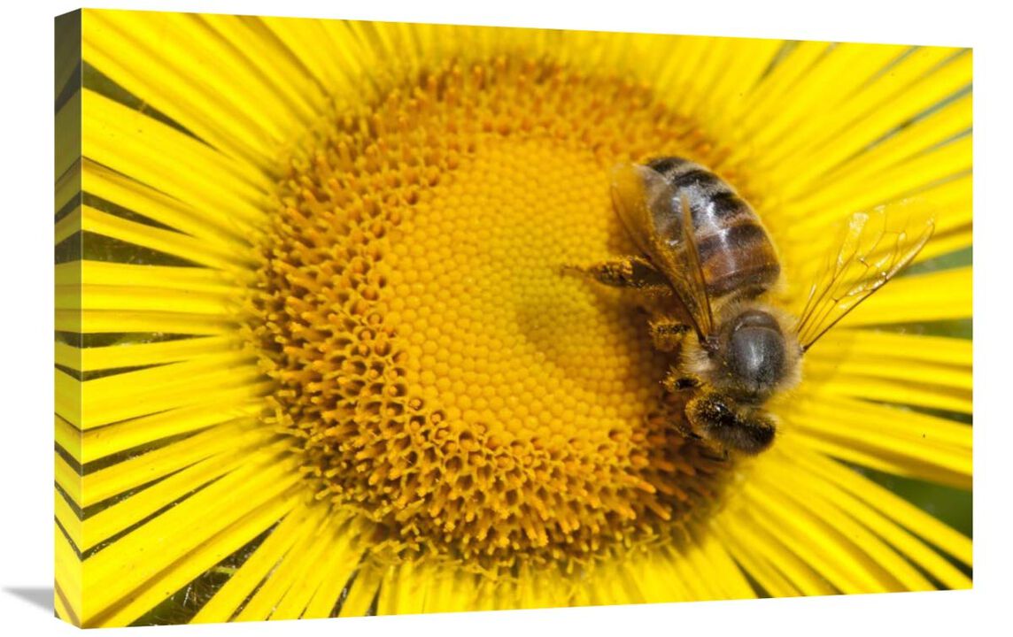 Bee on Alpine Sunflower, British Columbia, Canada-Canvas Art-30x20