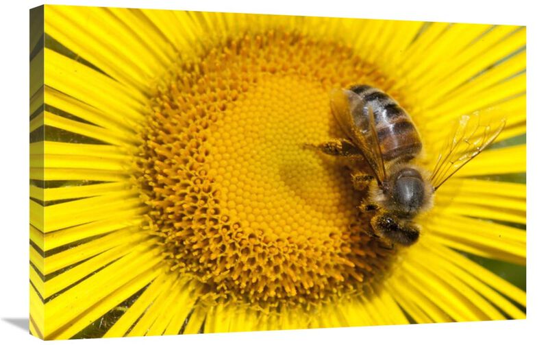 Bee on Alpine Sunflower, British Columbia, Canada-Canvas Art-30x20