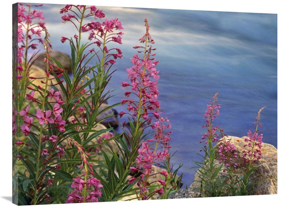 Fireweed against flowing stream, North America-Canvas Art-40x30