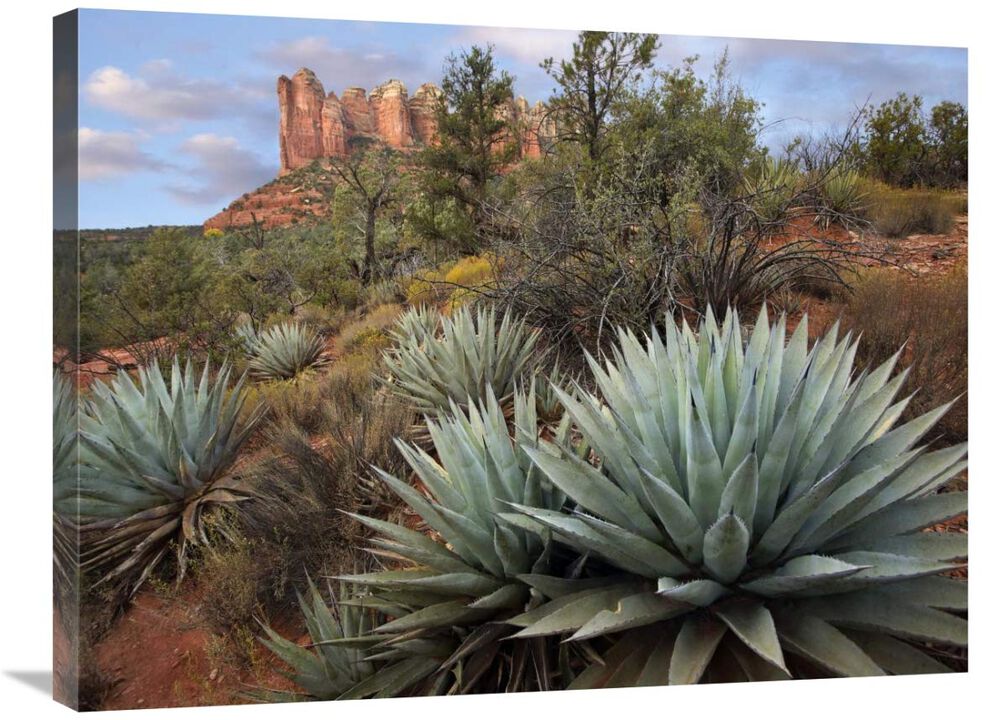 Agave and Coffee Pot Rock near Sedona, Arizona-Canvas Art-32x24