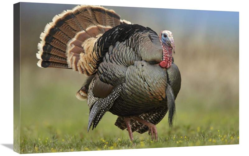 Wild Turkey male in courtship display, Palo Duro Canyon State Park, Texas-Canvas Art-30x20
