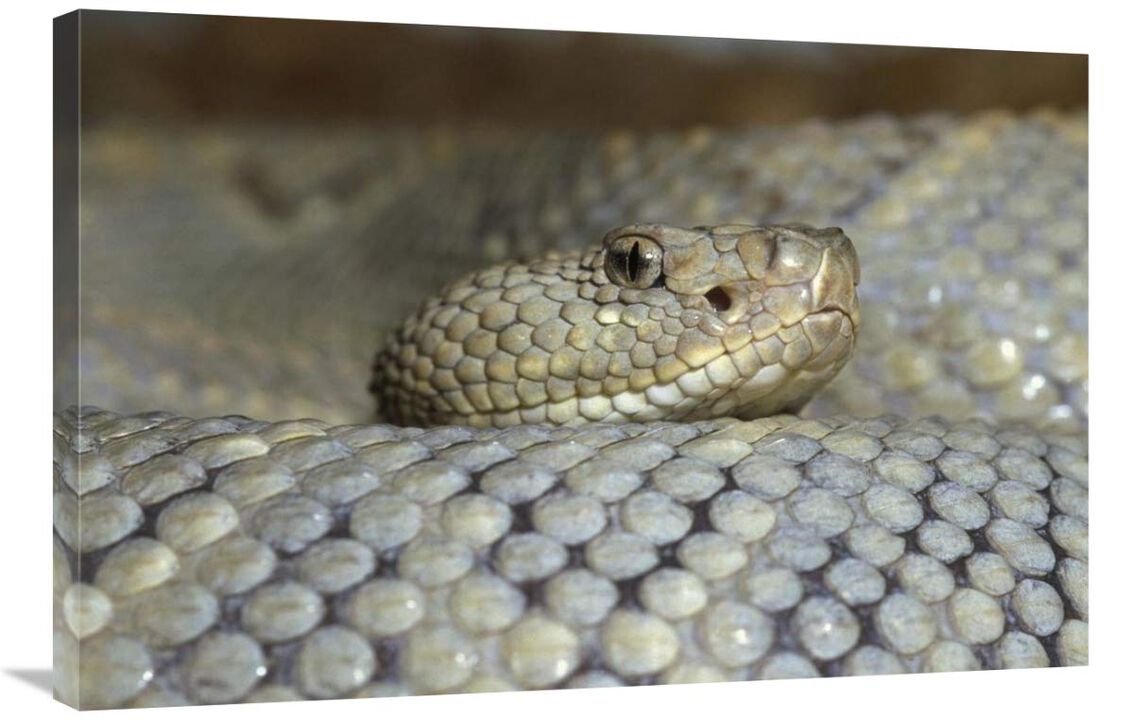 Aruba Rattlesnake portrait, Aruba, West Indies Islands-Canvas Art-36x24