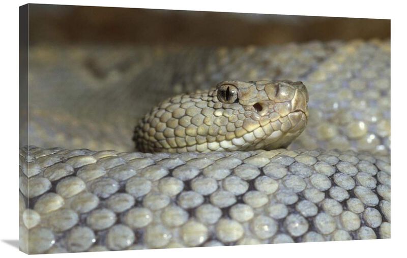 Aruba Rattlesnake portrait, Aruba, West Indies Islands-Canvas Art-36x24