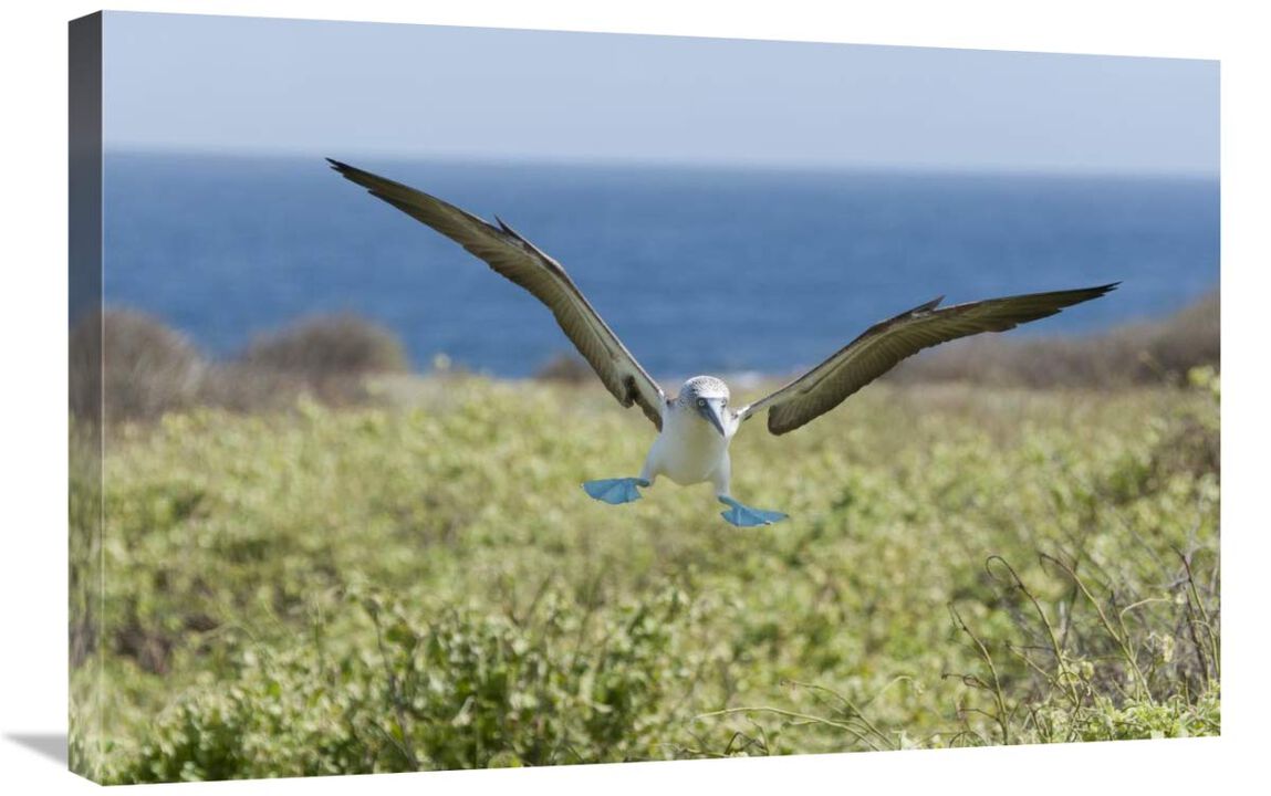 Blue-footed Booby landing, Galapagos Islands, Ecuador-Canvas Art-30x20
