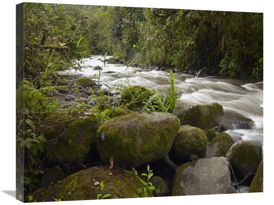 Mindo River flowing through cloud forest, Ecuador-Canvas Art-28x22