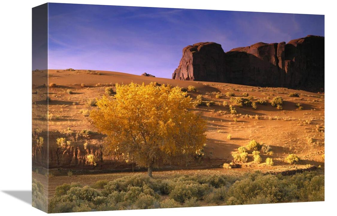 Cottonwood tree and Coyote bush with sand dunes, Monument Valley, Arizona-Canvas Art-16x12