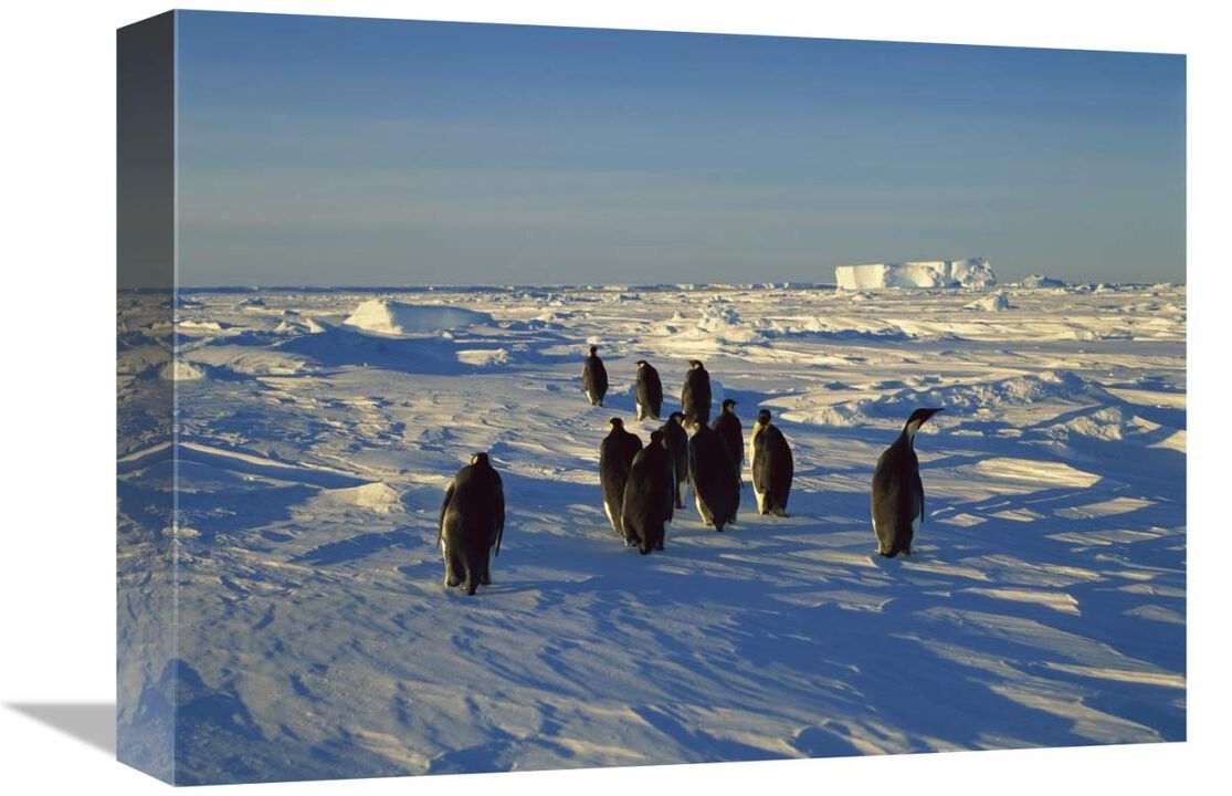 Emperor Penguin group walking on ice, Antarctica-Canvas Art-16x12