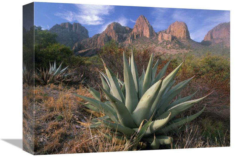 Chisos Agave and the Chisos Mountains, Big Bend National Park, Texas-Canvas Art-16x12