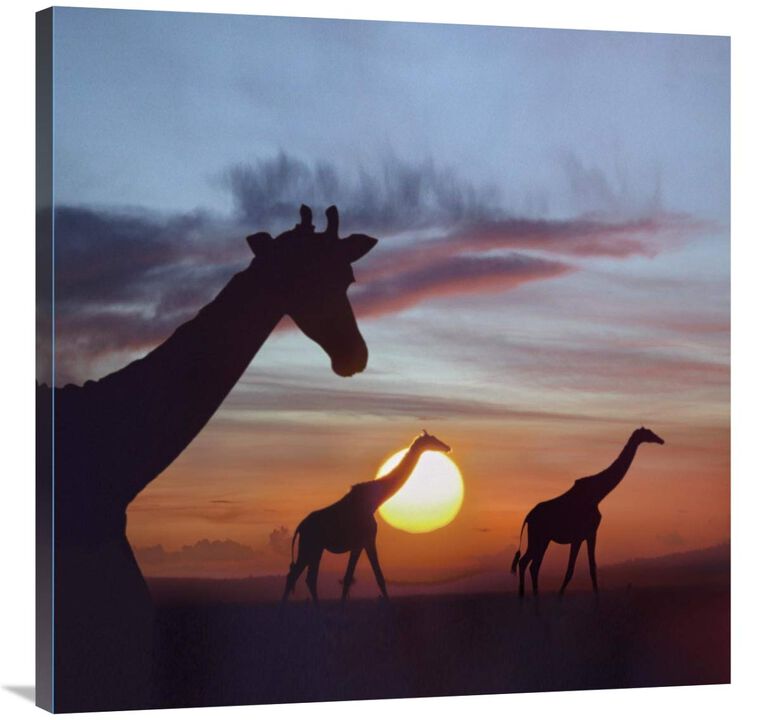 Giraffe trio at sunrise, Masai Mara, Kenya, composite image-Canvas Art-36x36