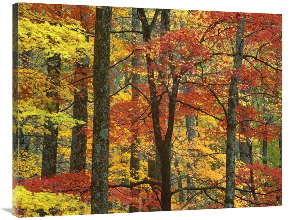 Maple trees in autumn, Great Smoky Mountains National Park, Tennessee-Canvas Art-40x30