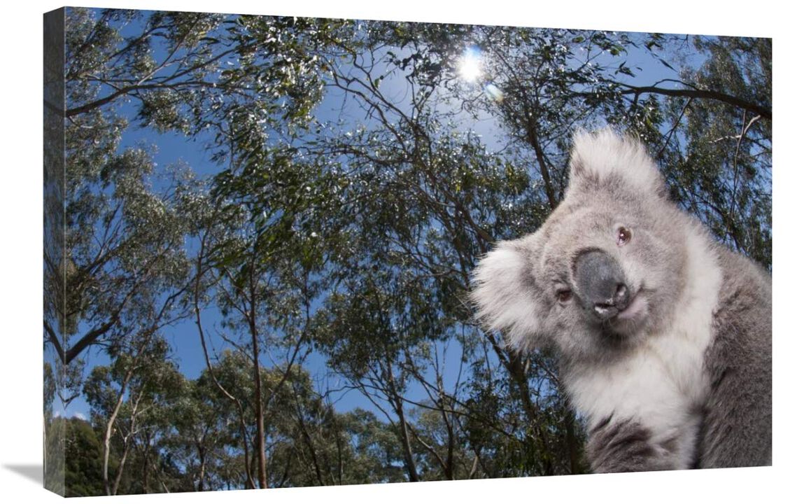 Koala in Gum Tree forest, Victoria, Australia-Canvas Art-30x20