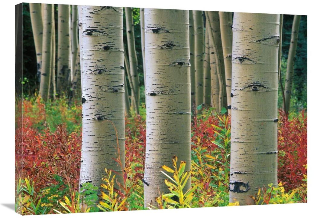 Aspen trunks, Colorado-Canvas Art-36x25.56