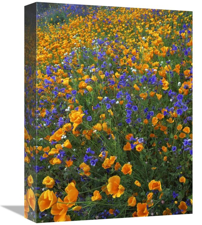 California Poppy and Desert Bluebell flowers, Antelope Valley, California-Canvas Art-12x16