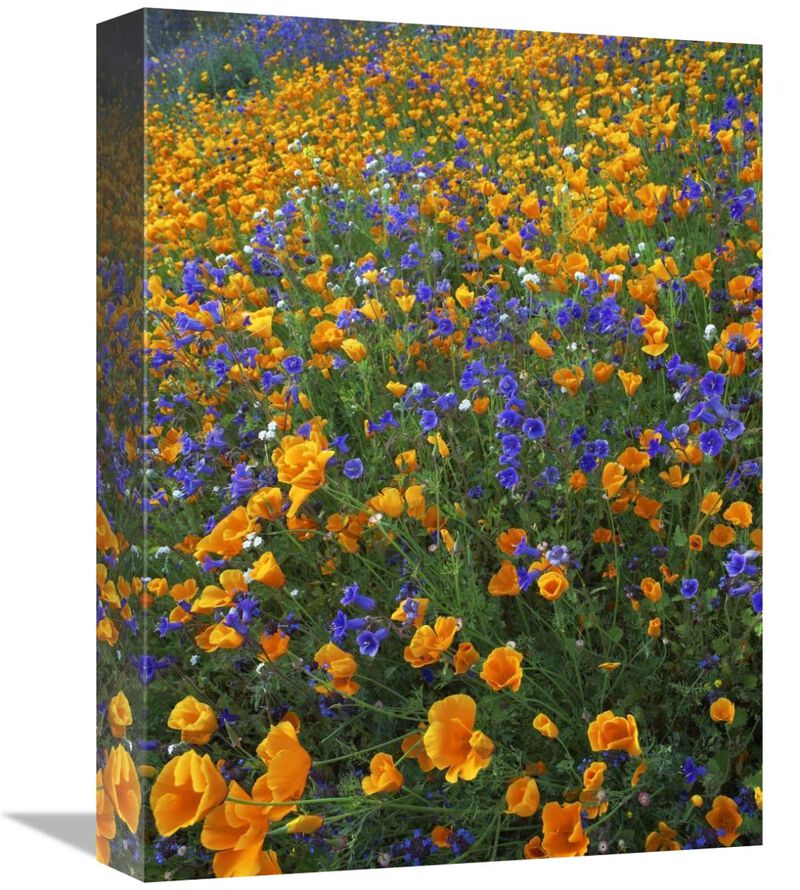 California Poppy and Desert Bluebell flowers, Antelope Valley, California-Canvas Art-12x16