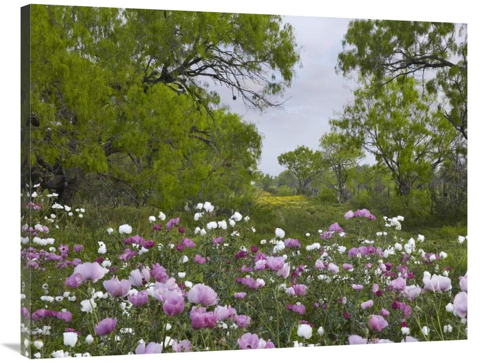 Long Pricklyhead Poppy field near Christine, Texas-Canvas Art-40x30