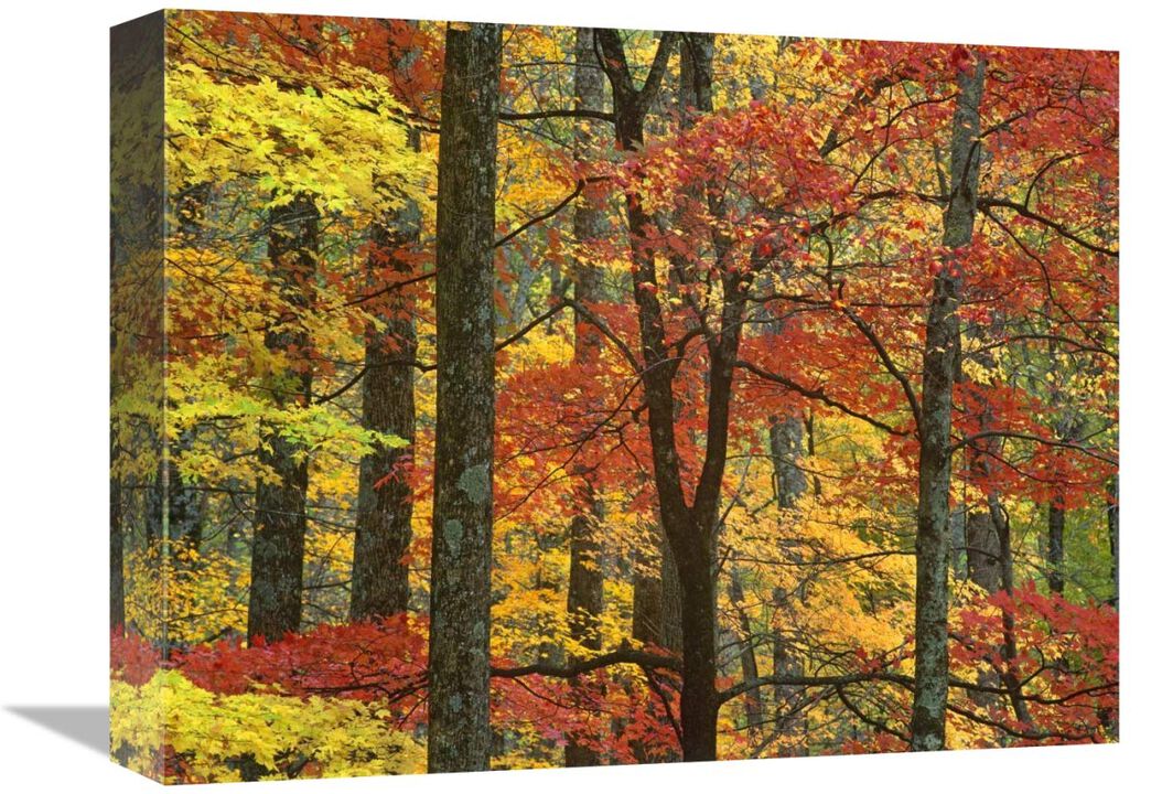 Maple trees in autumn, Great Smoky Mountains National Park, Tennessee-Canvas Art-16x12