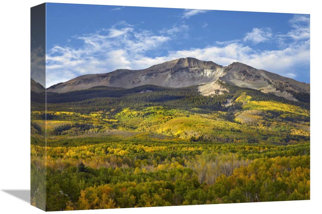 Aspen forest and East Beckwith Mountain, West Elk Wilderness, Colorado-Canvas Art-16x12