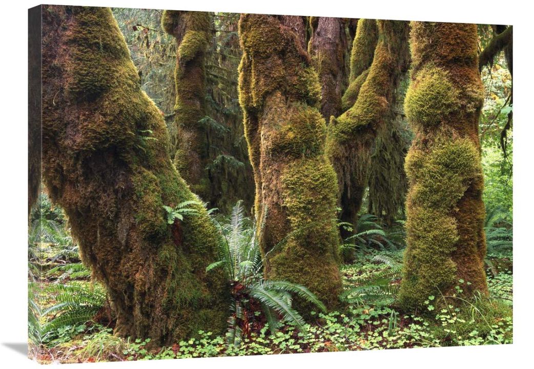 Mossy big-leaf maples, Hoh Rainforest, Olympic National Park, Washington-Canvas Art-32x24