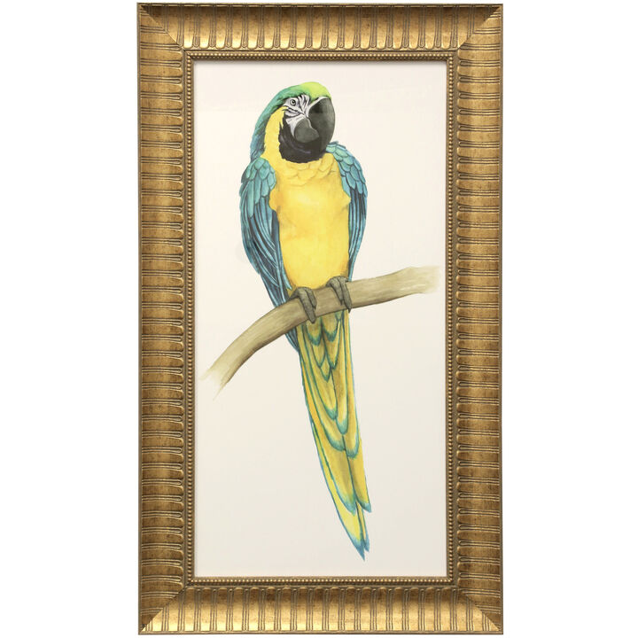 Teal Macaw II Framed Print