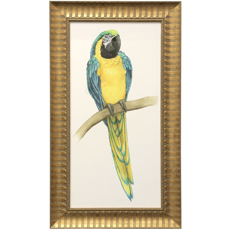 Teal Macaw II Framed Print