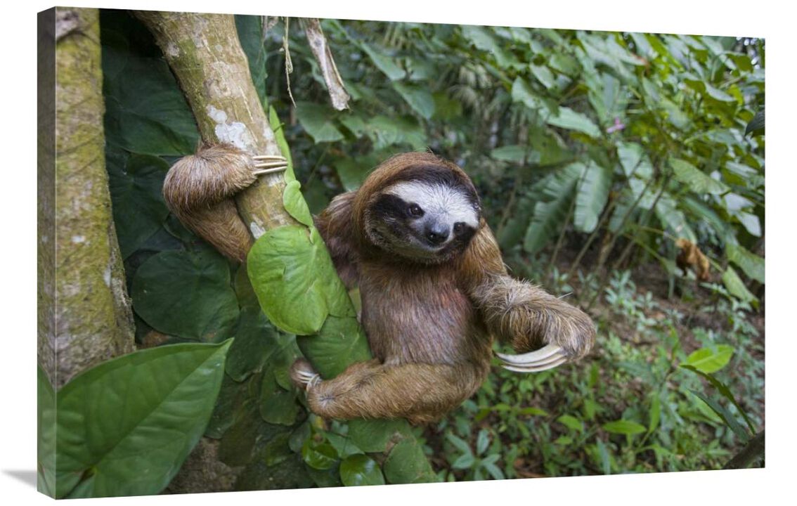 Brown-throated Three-toed Sloth male, Aviarios Sloth Sanctuary, Costa Rica-Canvas Art-36x24
