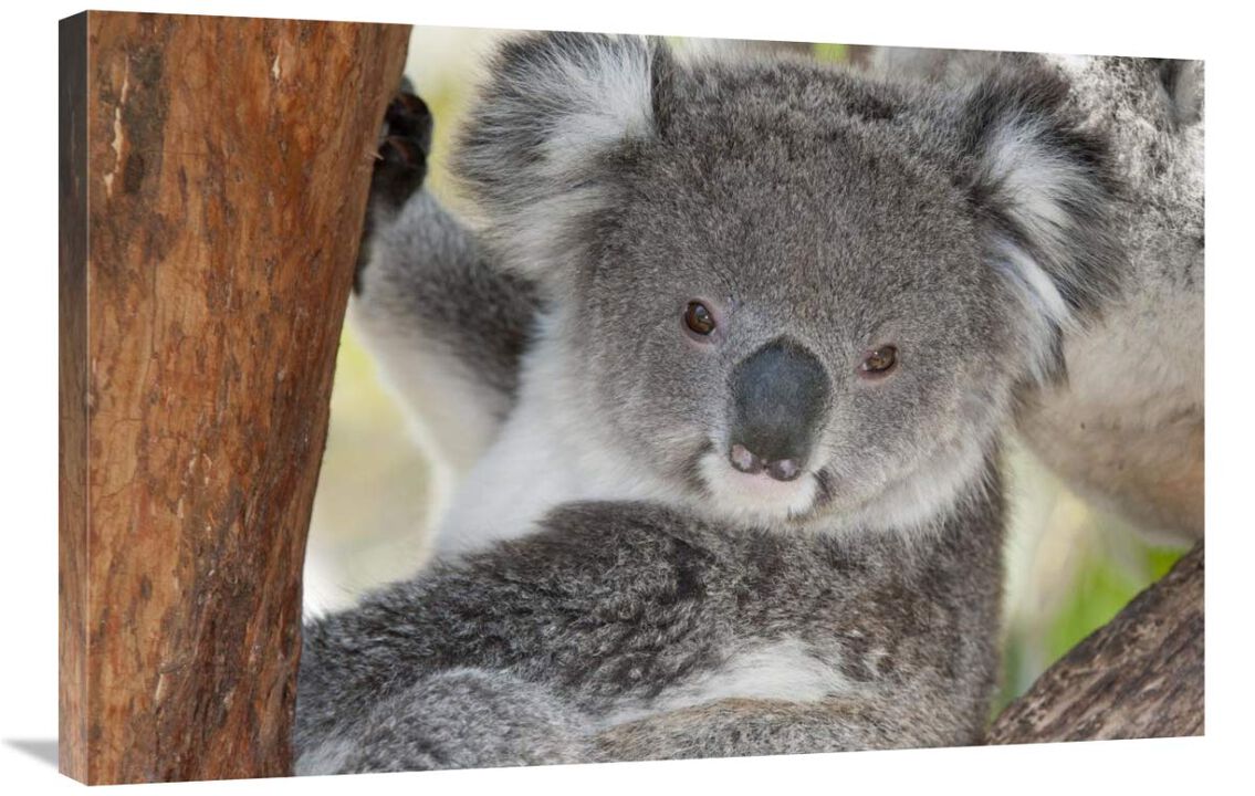 Koala, Victoria, Australia-Canvas Art-36x24