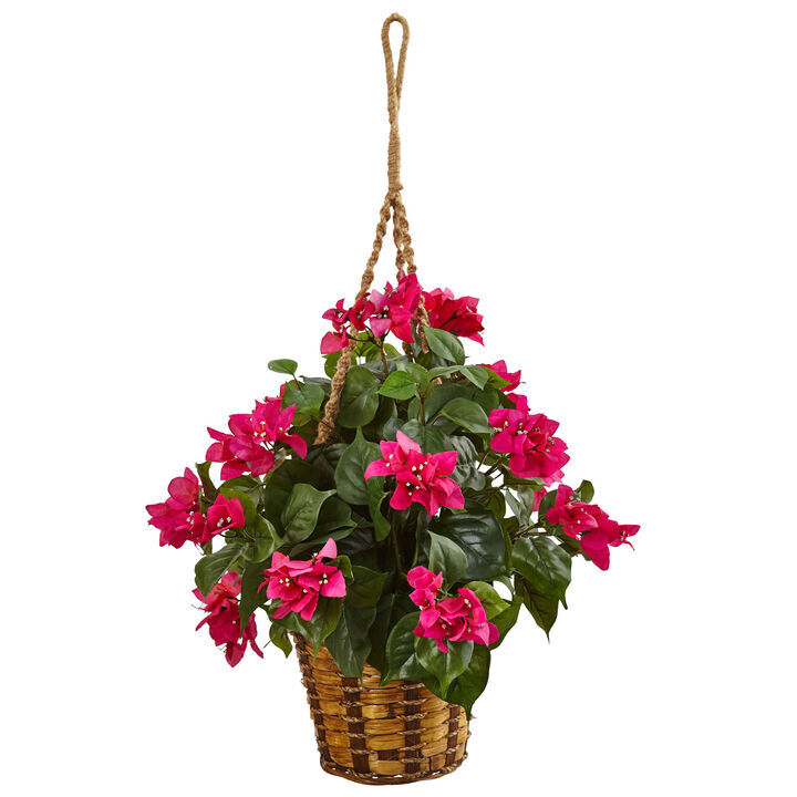 Hivvago Bougainvillea in Hanging Basket