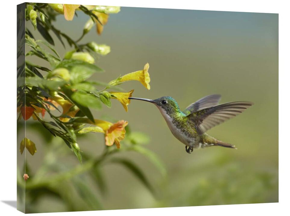 Andean Emerald hummingbird feeling on yellow flower, Ecuador-Canvas Art-28x22