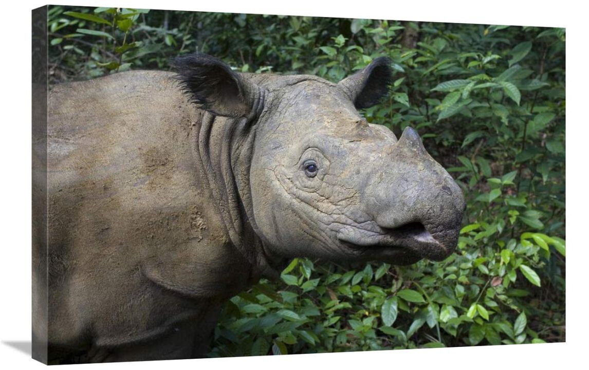 Sumatran Rhinoceros, Sumatran Rhino Sanctuary, Way Kambas National Park, Indonesia-Canvas Art-30x20