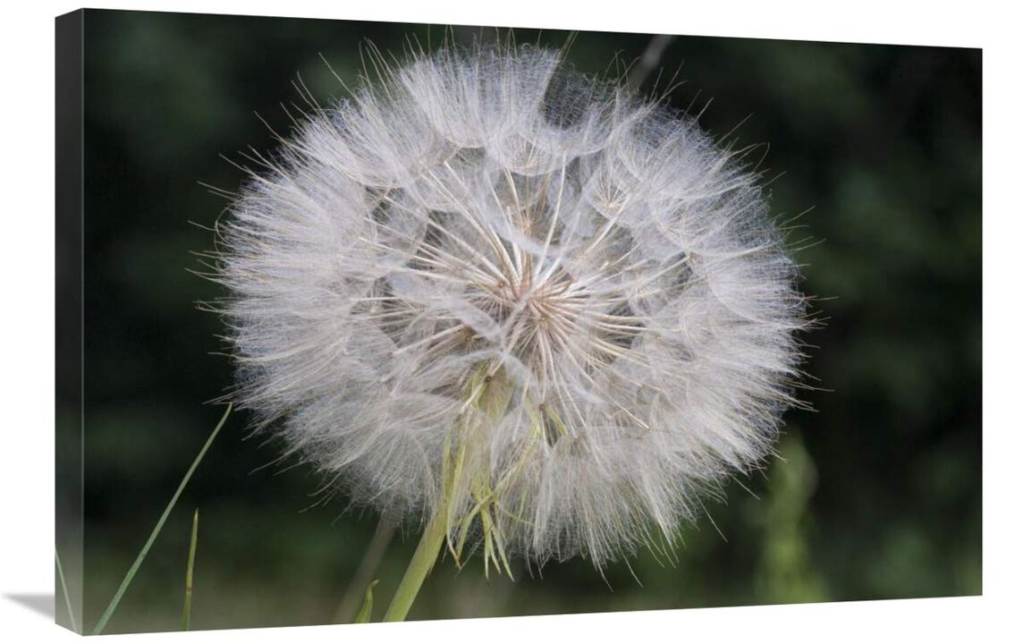 Dandelion seed head, Spruce Woods Provincial Park, Manitoba, Canada-Canvas Art-30x20