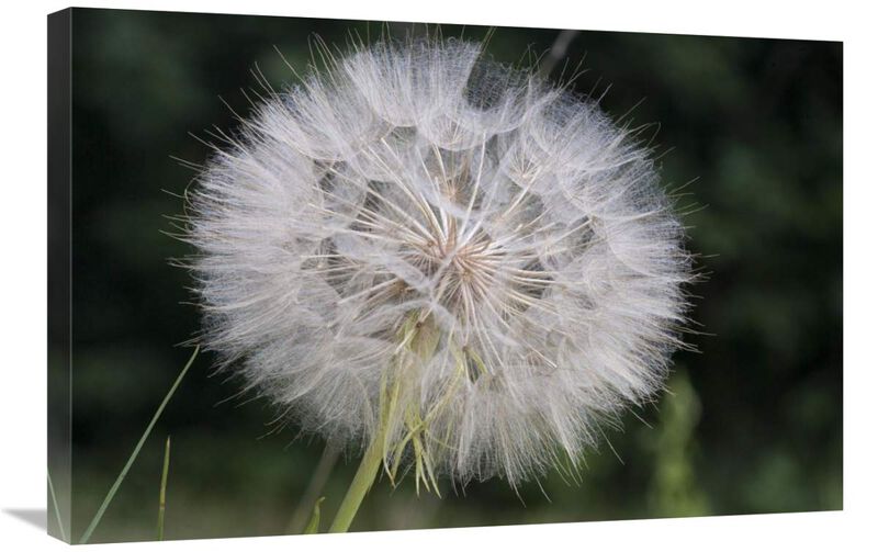 Dandelion seed head, Spruce Woods Provincial Park, Manitoba, Canada-Canvas Art-30x20