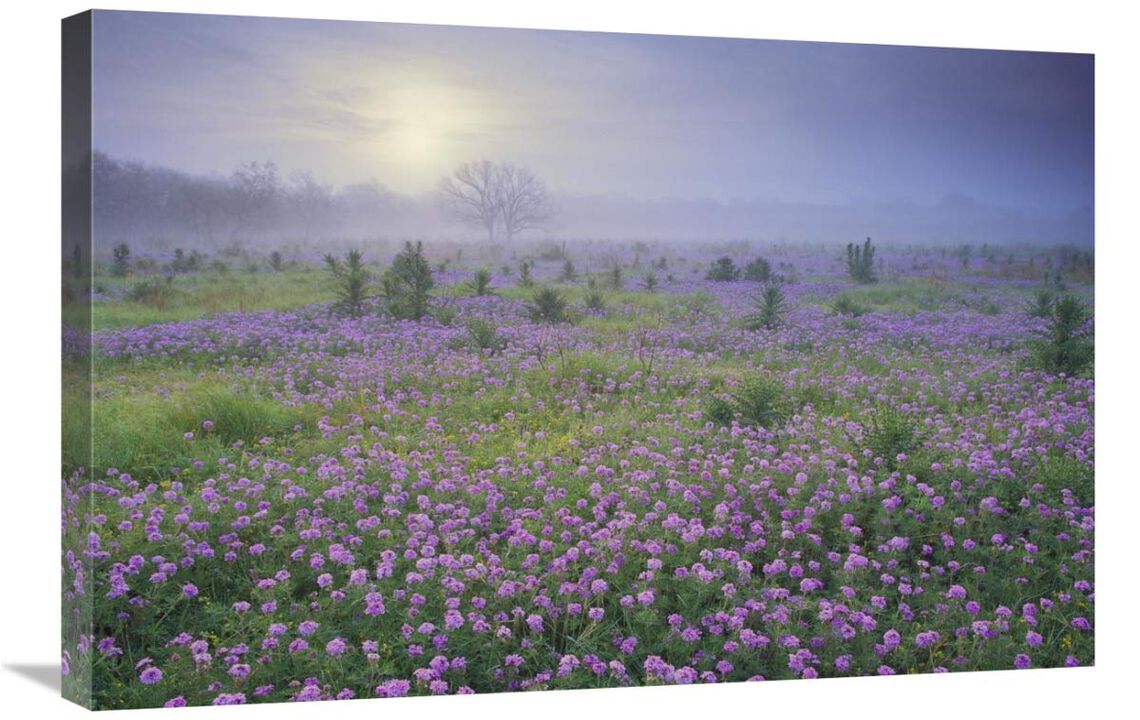 Sand Verbena flower field at sunrise in fog, Hill Country, Texas-Canvas Art-30x20