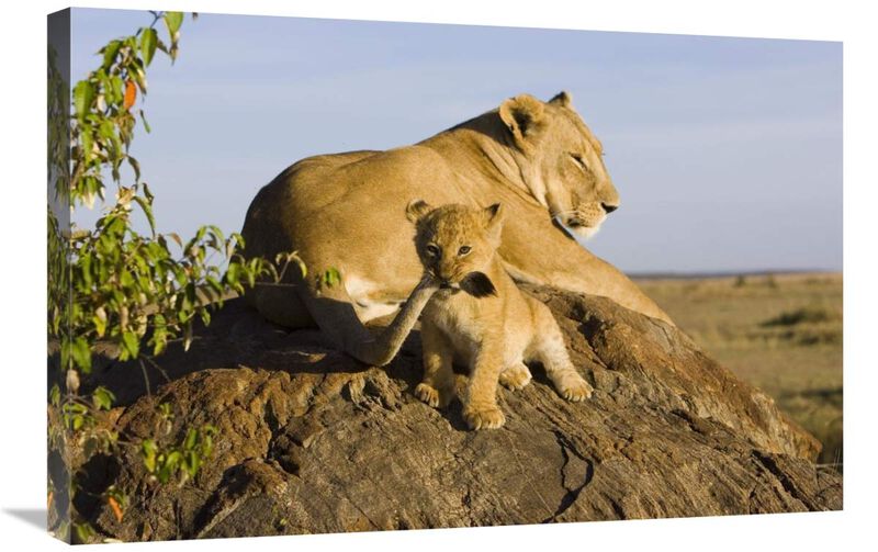 African Lion cub playing with its mothers tail, vulnerable, Masai Mara National Reserve, Kenya-Canvas Art-30x20