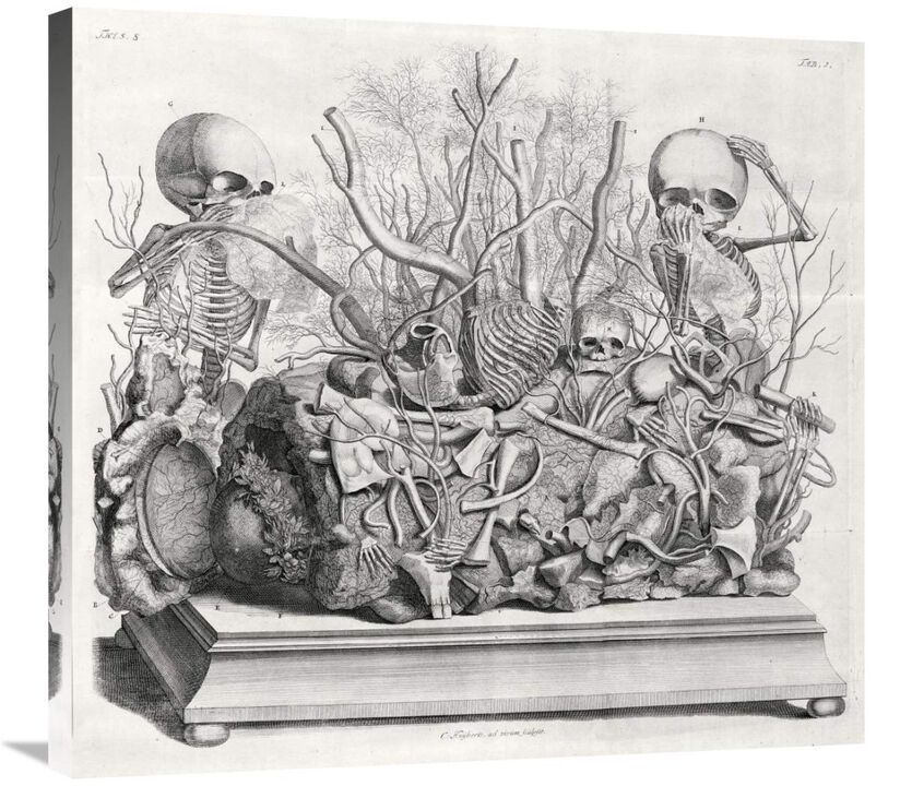 Diorama of fetal skeletons arranged with various internal organs-Canvas Art-30x27.9