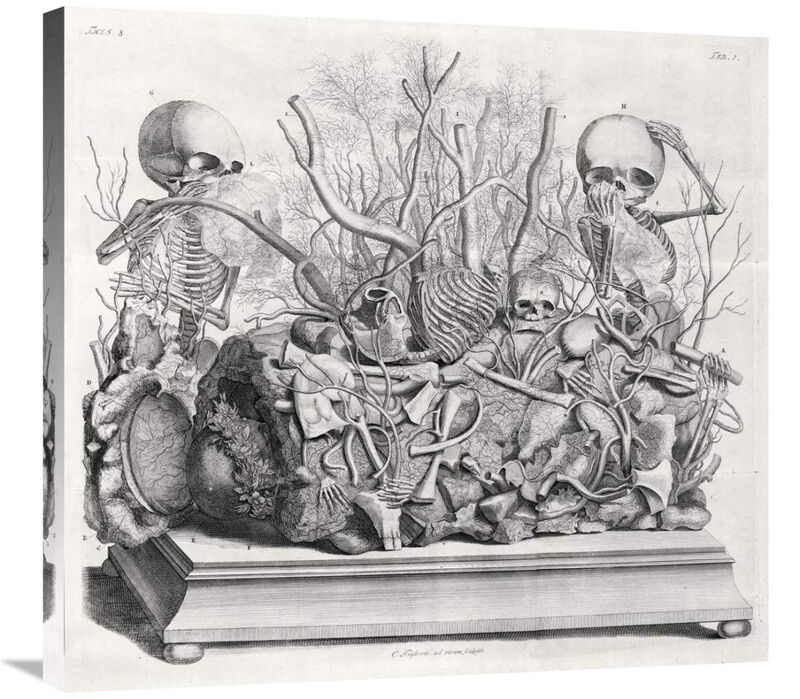 Diorama of fetal skeletons arranged with various internal organs-Canvas Art-30x27.9