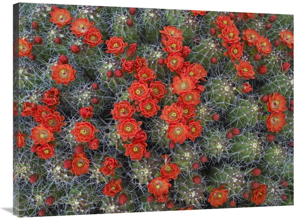 Claret Cup Cactus detail of flowers in bloom, North America-Canvas Art-40x30