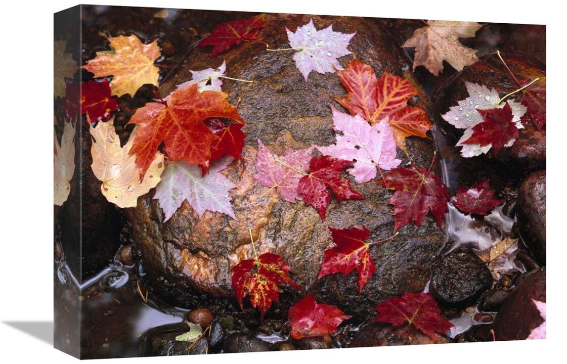 Maple leaves in Sable Creek, Pictured Rocks National Lakeshore, Michigan-Canvas Art-16x12