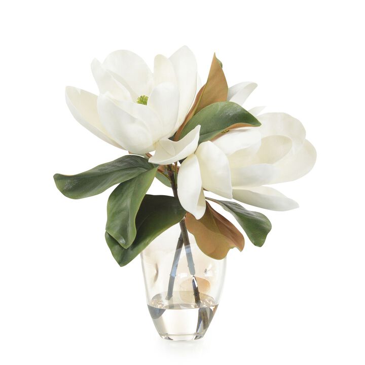 Glowing Magnolias